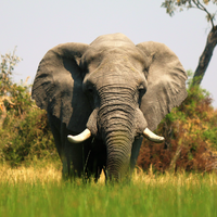 Elephant Okavango Delta